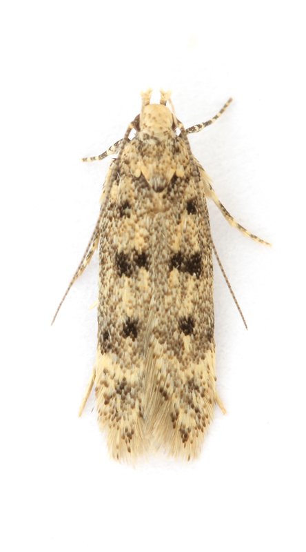 0789 Bryotropha domestica