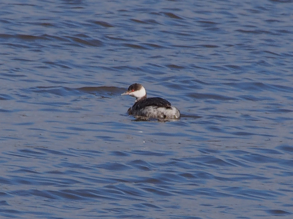 Horned Grebe