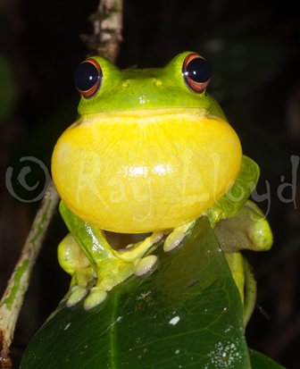 Litoria chloris