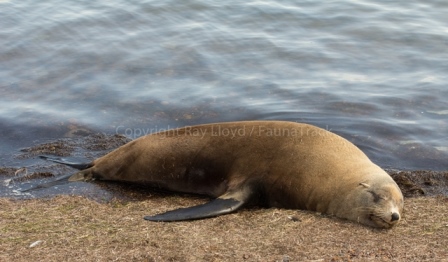 Australian Fur Seal