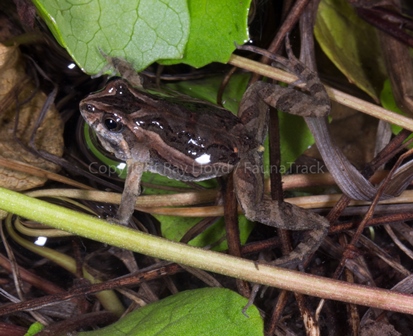 Crinia insignifera