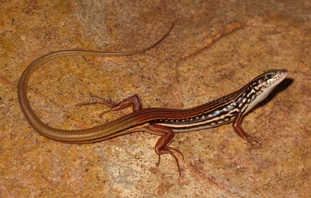 Ctenotus septenarius