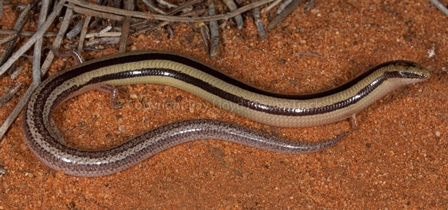 Lerista eupoda