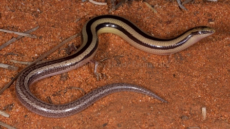 Lerista eupoda