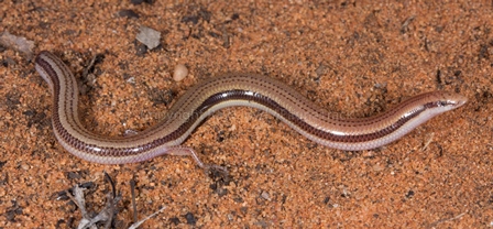 Lerista simillima