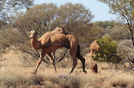 Camels