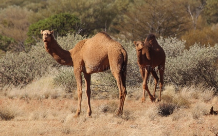 Camels