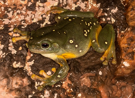 Litoria splendida