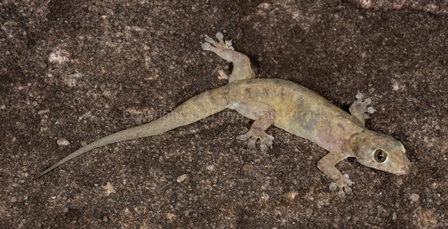 Gehyra multiporosa