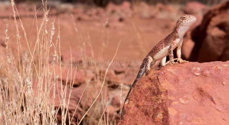 Tympanocryptis centralis