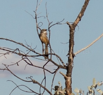 Striated Grasswren