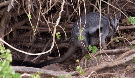 Black-footed Rock Wallaby