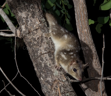 Northern Quoll