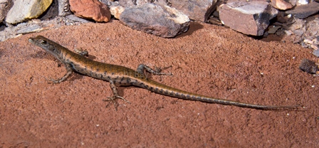 Cryptoblepharus daedalos