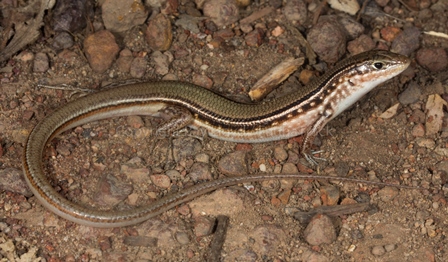 Ctenotus essingtoni