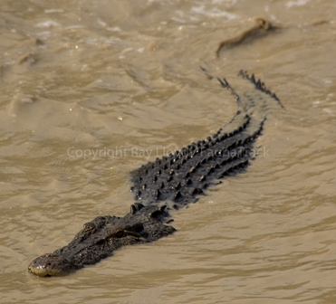 Crocodylus porosus