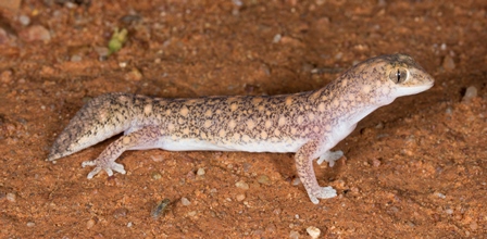 Diplodactylus ameyi