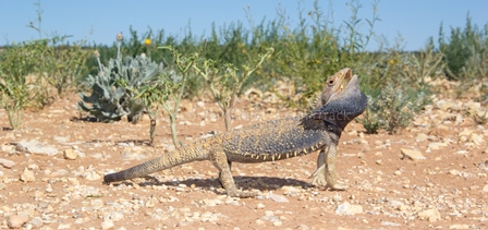 Pogona vitticeps