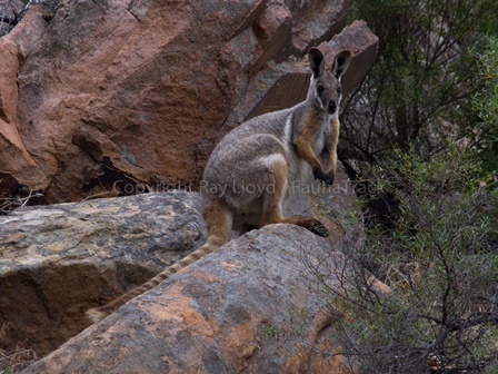 Yellow-footed Rock Wallaby