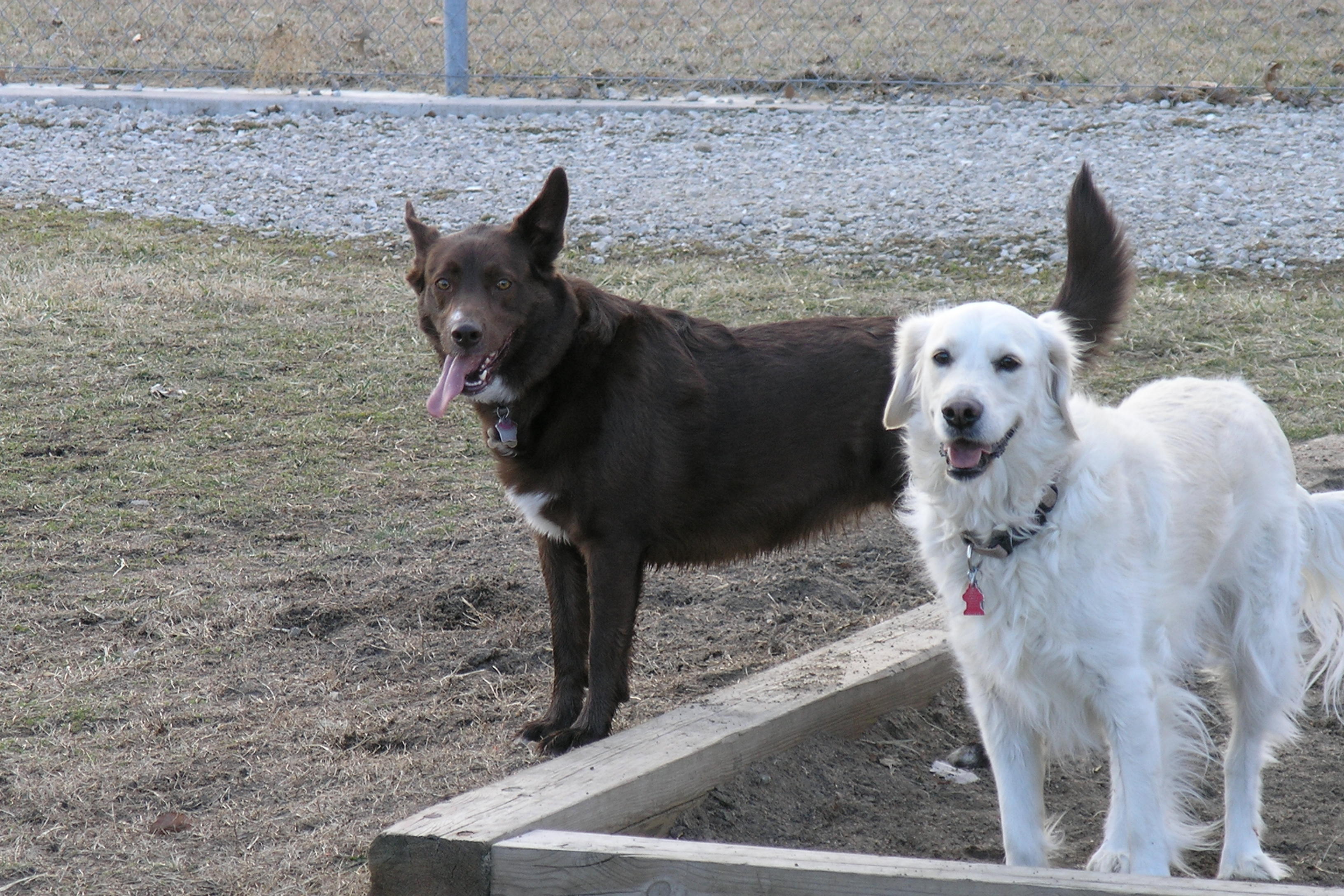 Jasmine with her Great Pyranees buddy Webster