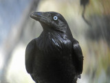 Australian Raven