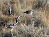 Black-faced Woodswallow