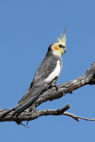 Cockatiel