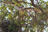 Letter-winged Kite