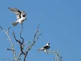 Letter-winged Kite