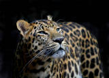 from  the  Zoo