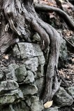 Elora 37.jpg