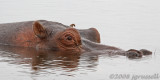 Hippo in Chobe River