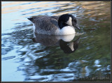 Canada goose reflection 1