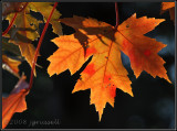 Autumn leaf 2
