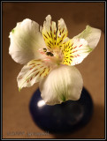 Lightbox flower 5