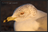 Evening gull