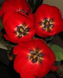 bdtulip3.jpg