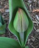 tulipbud01.jpg