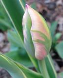 tulipbud02.jpg