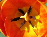 tulip12.jpg