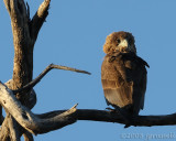 Juvenile Bateleur eagle