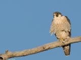 Peregrine Falcon