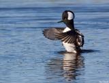 Hooded Merganser