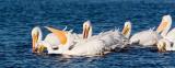 White Pelicans