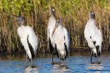 Wood Storks