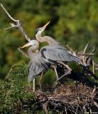Great Blue Herons