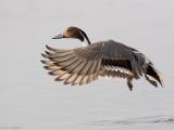 Pintail