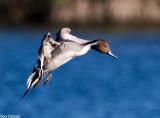 Pintail in flight