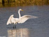 Great White Egret