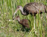 Limpkin feeding young snails